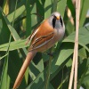 Sykorice vousata 0934